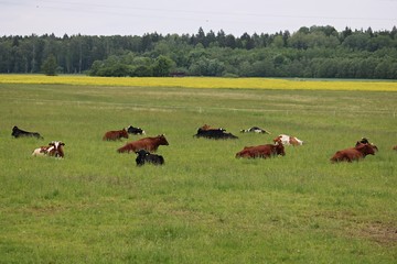 Cows of different breeds graze on a green field on a summer sunny day