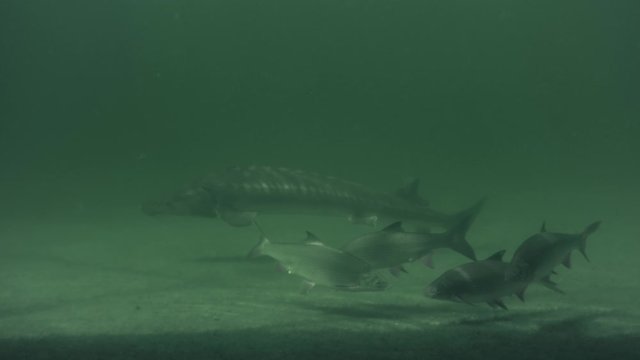 Underwater footage of big European catfish from the beautiful lake