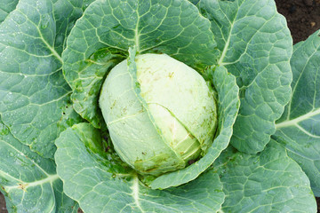 Cabbage in the garden from the top