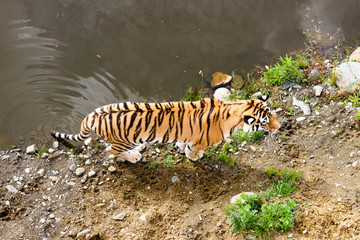 Fototapeta na wymiar View of the tiger from above. A tiger walks near a pond along a sandy shore.
