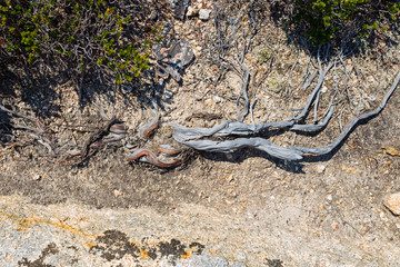 Branches on the ground