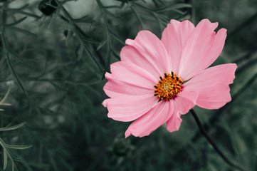 Beautiful soft pink Cosmos flower in nature, sweet background, blurry flower background. Colored photo, retro style. Cosmos Bipinnatus. Selective focus. Top view