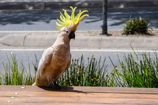 Cacatua solta pelas ruas da cidade, aves selvagens que vivem dentro da cidade. Australia