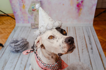 Black and white domestic Pointer mixed with Dalmatian dog on pink background in festive cap with pink satin scarf around neck. Big figure of number one stand on back. Celebrates dogs first birthday