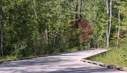 Wood path in a protected zone