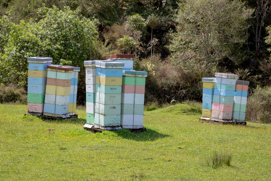 Manuka Honey Bee Hives