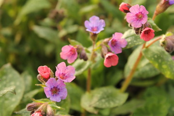 a branch with pink and purple lungwort flowers closeup in the garden in spring