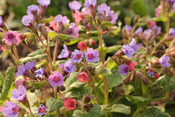 Obraz premium pink and lila lungwort flowers in the garden in springtime
