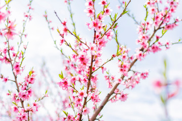 cherry blossom