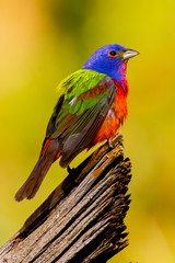 Painted bunting on perch