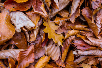 closeup red dry autumn leaves natural background