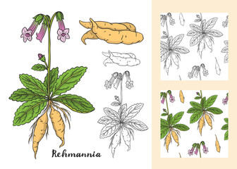Rehmannia glutinosa (Sheng Di huang) set.