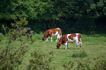 Fototapeta na wymiar brown-white cows in the pasture under trees, copy space