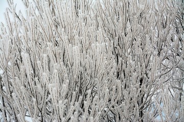 many plants with frost