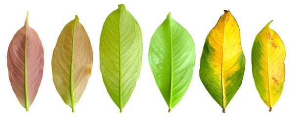 Collection leaves of mountain apple in bottom view from young leaves to mature leaves isolated on white background.