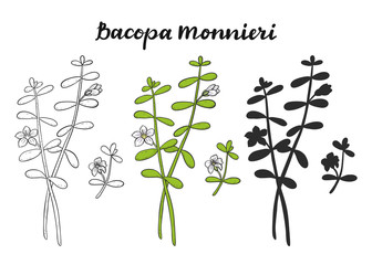 Bacopa monnieri set.