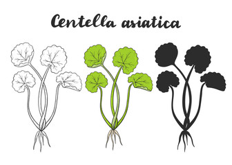 Set of Centella asiatica known as Gotu Kola.