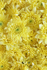 Background of many yellow chrysanthemum flowers