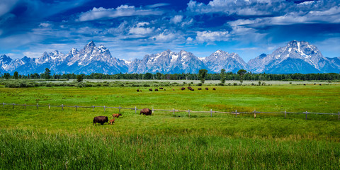 Bison grazing at Grand Teton National Park. - obrazy, fototapety, plakaty