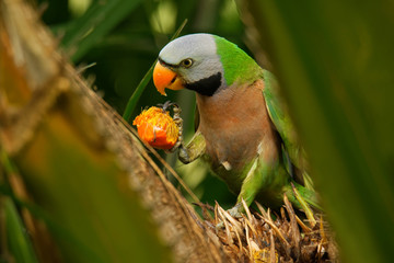 Red-breasted Parakeet - Psittacula alexandri green colourful parakeet,  alternative name is the moustached parakeet, scientific specific name commemorates Alexander the Great