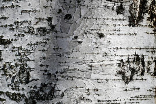 Layered black and white birch bark, with scratches, marks, serifs, as a background.