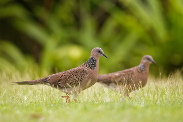 Obraz premium Spotted Dove - Streptopelia (Spilopelia ) chinensis small long-tailed pigeon, also known as mountain dove, pearl-necked dove, lace-necked dove, or spotted turtle-dove
