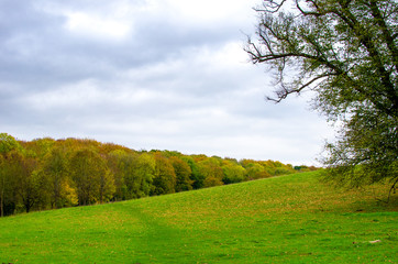 Fototapeta na wymiar A path through the field against a forest in autumn