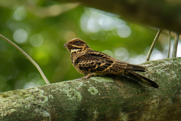 Large-tailed Nightjar - Caprimulgus macrurus nightjar in the family Caprimulgidae, found along the southern Himalayan foothills, eastern South Asia, Southeast Asia and northern Australia