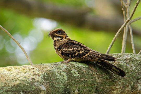 Large-tailed Nightjar - Caprimulgus macrurus nightjar in the family Caprimulgidae, found along the southern Himalayan foothills, eastern South Asia, Southeast Asia and northern Australia