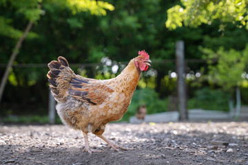 colorful hen on the background of green trees in the yard in summer