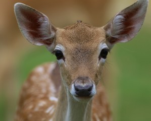 Fallow deer portrait