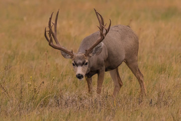Trophy mule deer buck