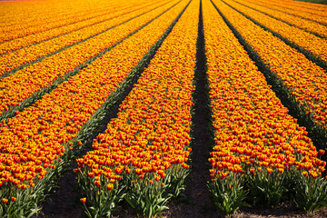 Beautiful Dutch red and yellow rowed tulip flowers field in spring time, the Netherlands (Holland)