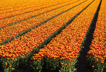 Beautiful Dutch red and yellow rowed tulip flowers field in spring time, the Netherlands (Holland)