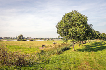 Fototapeta premium At the floodplains of the Dutch river Waal