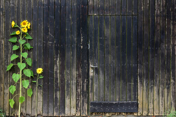 Background of vertical old brown weathered wooden slats and a closed wooden door in it, with a decorative sunflower in front of it