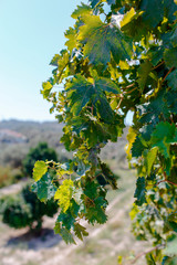 Grapevine with green grapes
