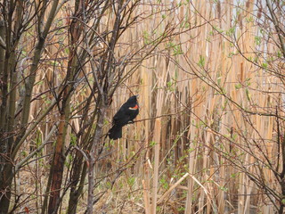blackbird