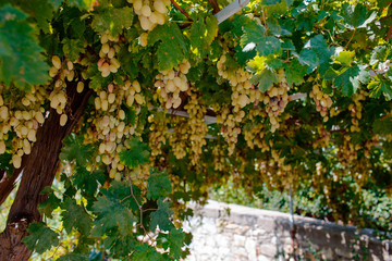 Grapevine with green grapes