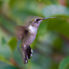 Fototapeta na wymiar hummingbird in flight