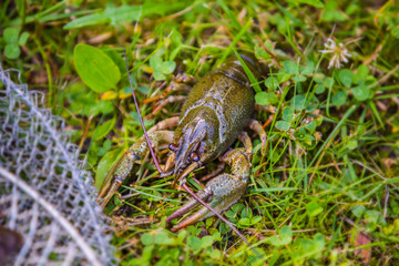 Live crayfish on the green grass, caught crayfish near the cage