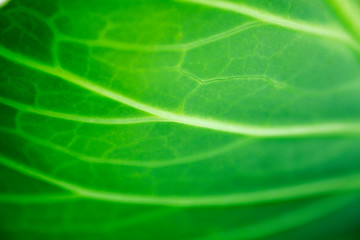Background of green leaf of cabbage with veins closeup macro photo