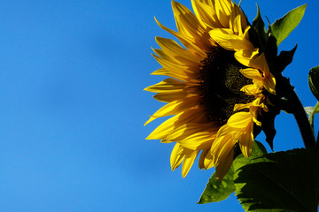 huge sunflower against blue sky