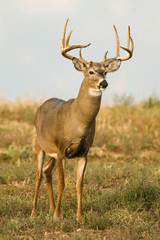 Naklejka na ściany i meble White-tailed buck deer standing