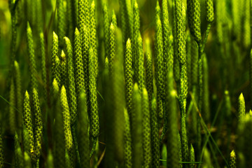 Fototapeta premium green sprouts, plant stems, bright colorful background