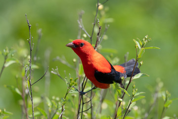 Scarlet Tanager