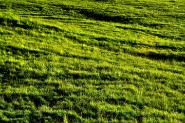 an uneven field with green grass