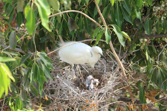 Stork in her nest with chicks