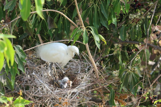 Stork in her nest with chicks