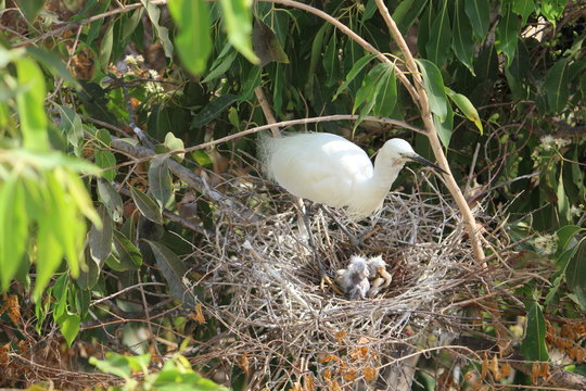 Stork in her nest with chicks